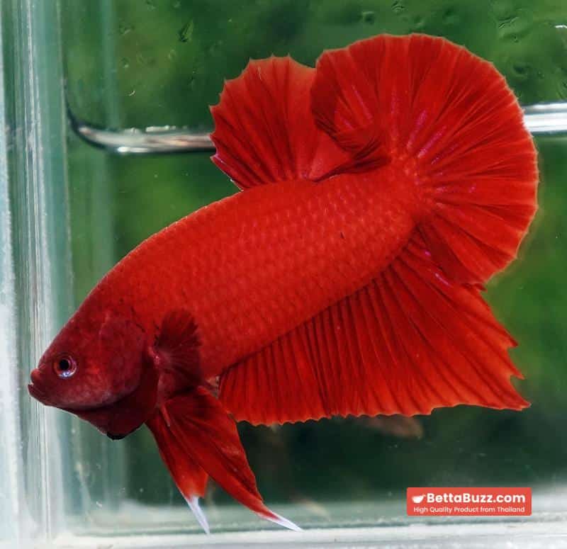Betta fish HMPK Deep Clean Super Red (Comp Grade) - Image 6