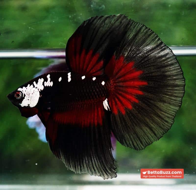 Betta fish VamPire Black Samurai Butterfly (HM Rare) - Image 5
