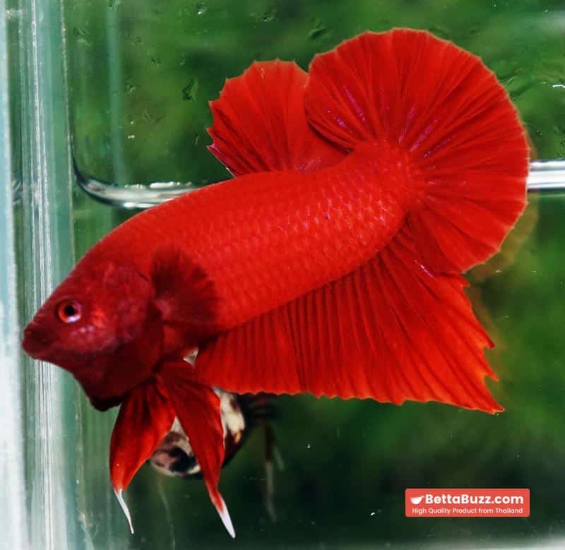 Betta fish HMPK Deep Clean Super Red (Comp Grade) - Image 4