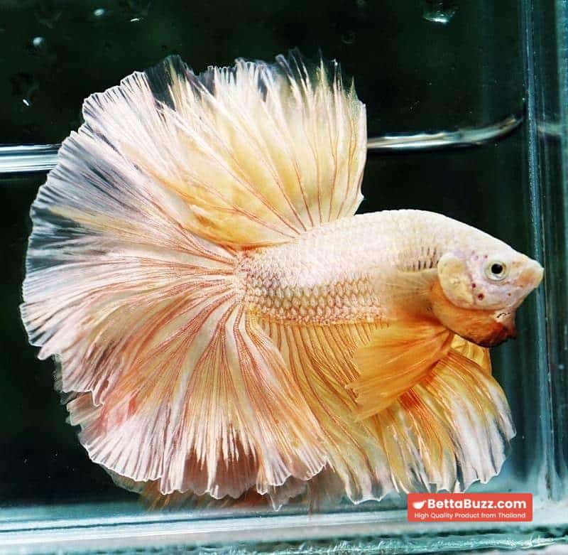 Betta fish OHM Sparkle Gold Dragon - Image 3