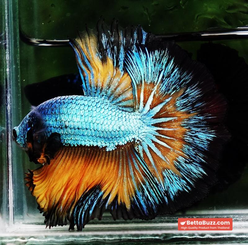 Betta fish OHM Alien Mustard Gas Butterfly - Image 5
