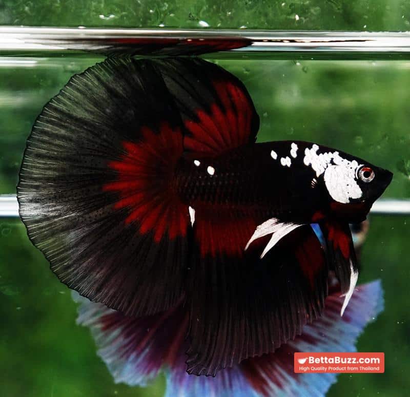 Betta fish VamPire Black Samurai Butterfly (HM Rare) - Image 6