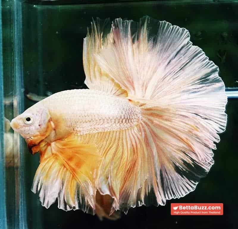 Betta fish OHM Sparkle Gold Dragon - Image 2