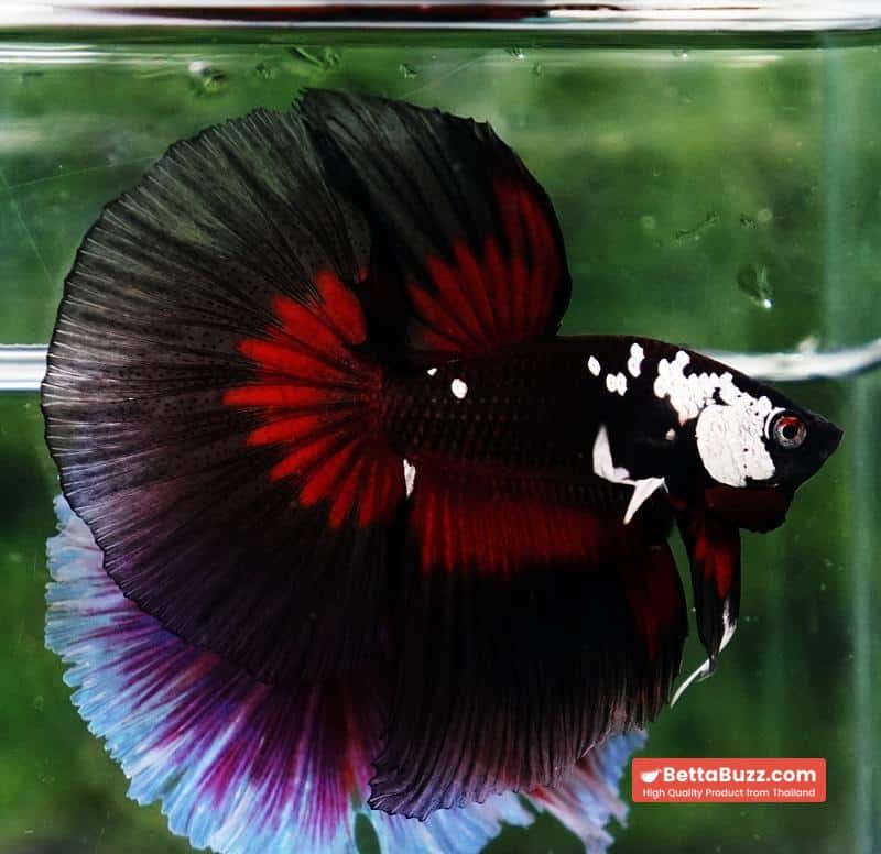 Betta fish VamPire Black Samurai Butterfly (HM Rare) - Image 2