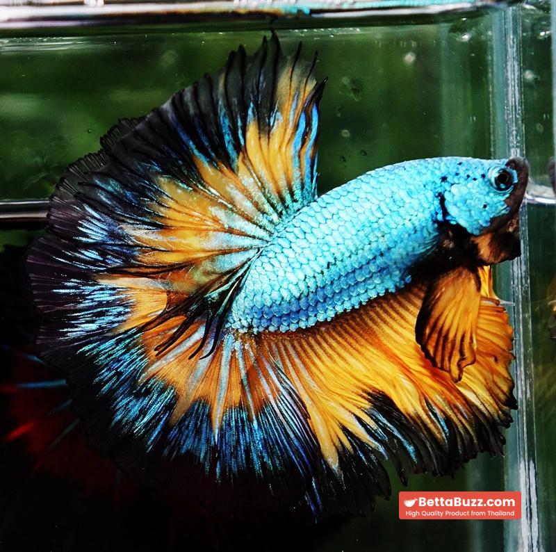 Betta fish OHM Alien Mustard Gas Butterfly - Image 4