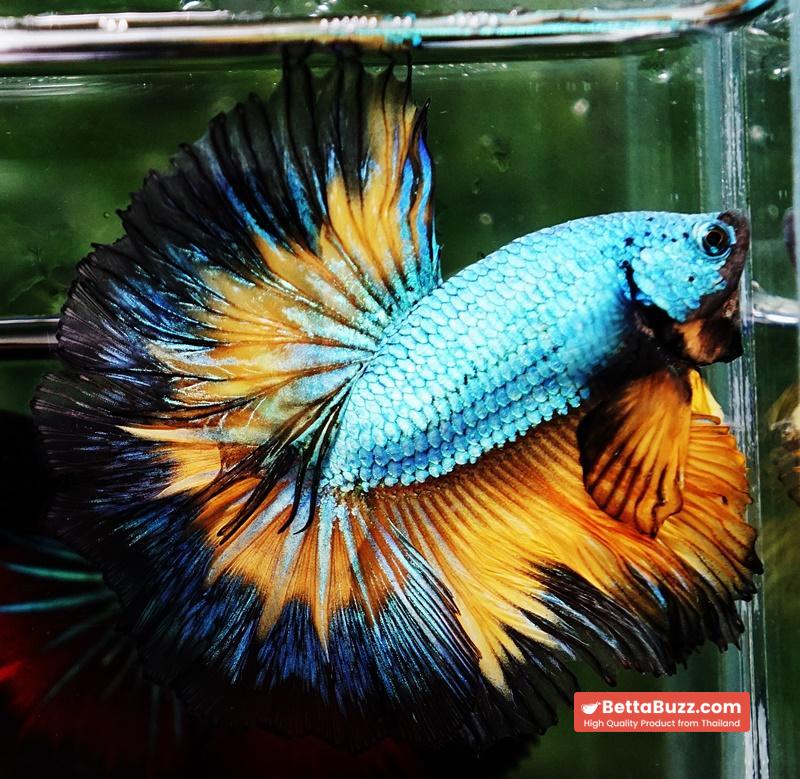 Betta fish OHM Alien Mustard Gas Butterfly - Image 2