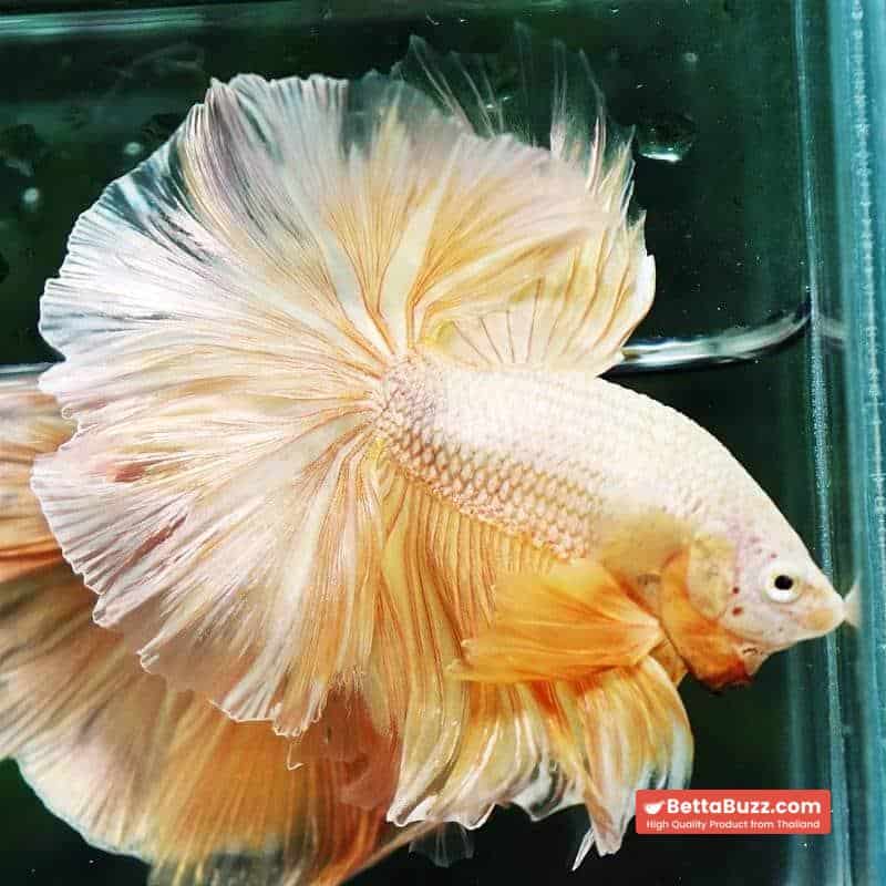 Betta fish OHM Sparkle Gold Dragon - Image 5