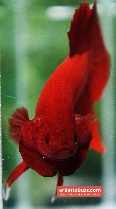 Betta fish HMPK Deep Clean Super Red (Comp Grade) - Image 7