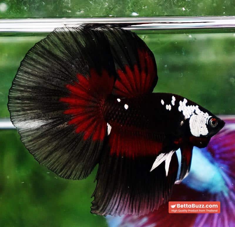 Betta fish VamPire Black Samurai Butterfly (HM Rare) - Image 4