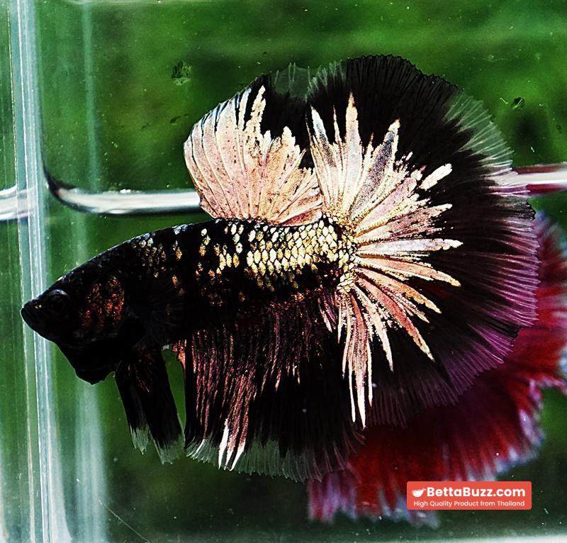 Betta fish OHM Shadow Black Star Avatar (Rare) - Image 2
