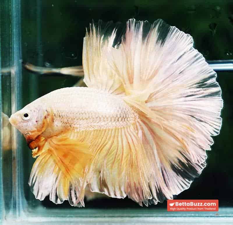 Betta fish OHM Sparkle Gold Dragon - Image 4