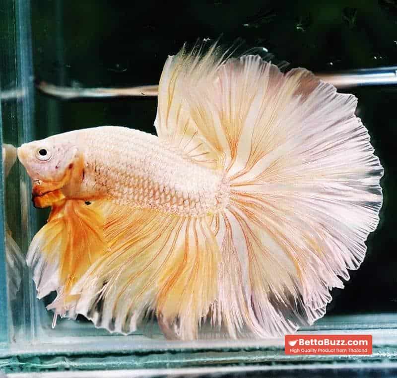 Betta fish OHM Sparkle Gold Dragon - Image 6
