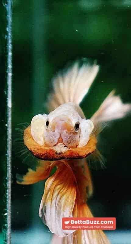 Betta fish OHM Sparkle Gold Dragon - Image 7