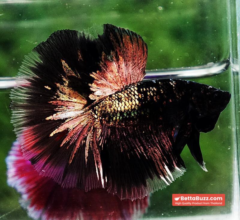Betta fish OHM Shadow Black Star Avatar (Rare) - Image 5
