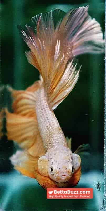 Betta fish OHM Sparkle Gold Dragon - Image 8