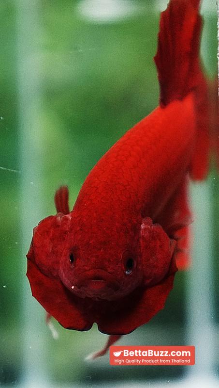 Betta fish HMPK Deep Clean Super Red (Comp Grade) - Image 8