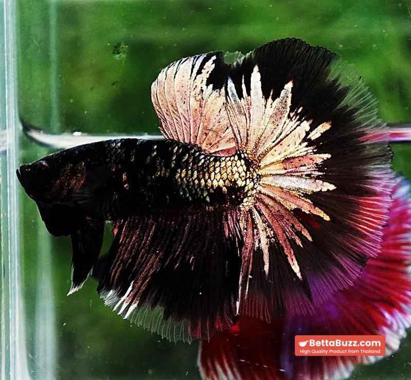 Betta fish OHM Shadow Black Star Avatar (Rare) - Image 6