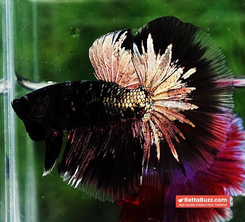 Betta fish OHM Shadow Black Star Avatar (Rare) - Image 4