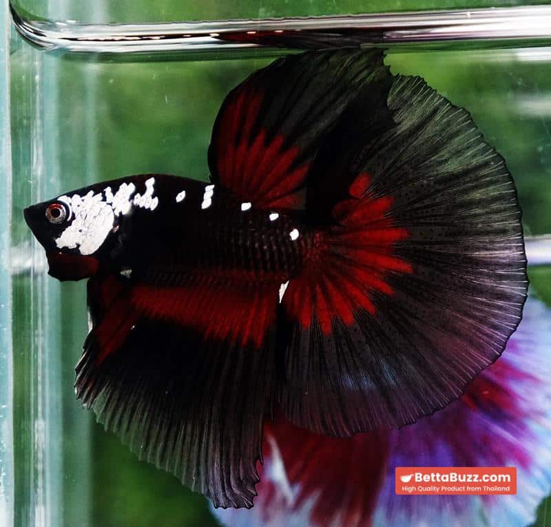 Betta fish VamPire Black Samurai Butterfly (HM Rare) - Image 3