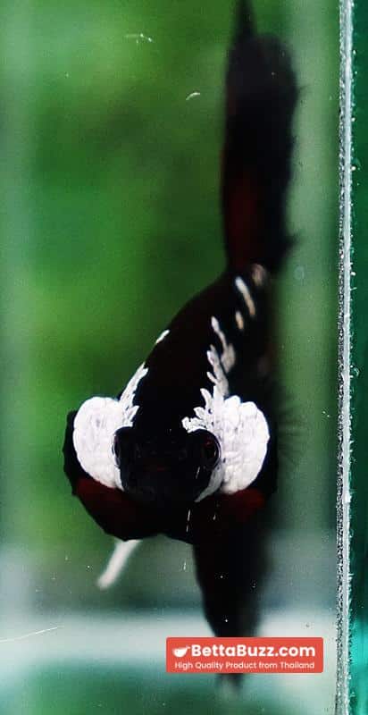 Betta fish VamPire Black Samurai Butterfly (HM Rare) - Image 7