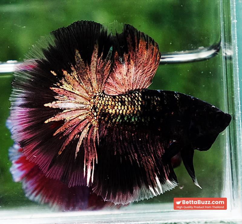 Betta fish OHM Shadow Black Star Avatar (Rare) - Image 3