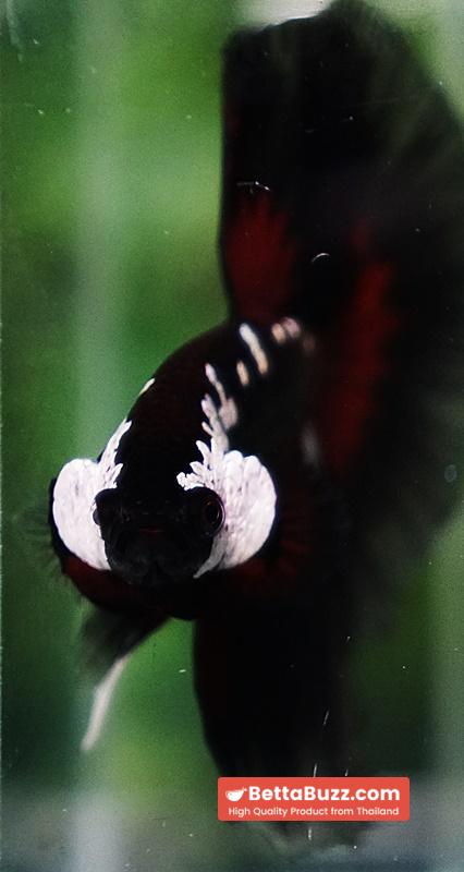 Betta fish VamPire Black Samurai Butterfly (HM Rare) - Image 8