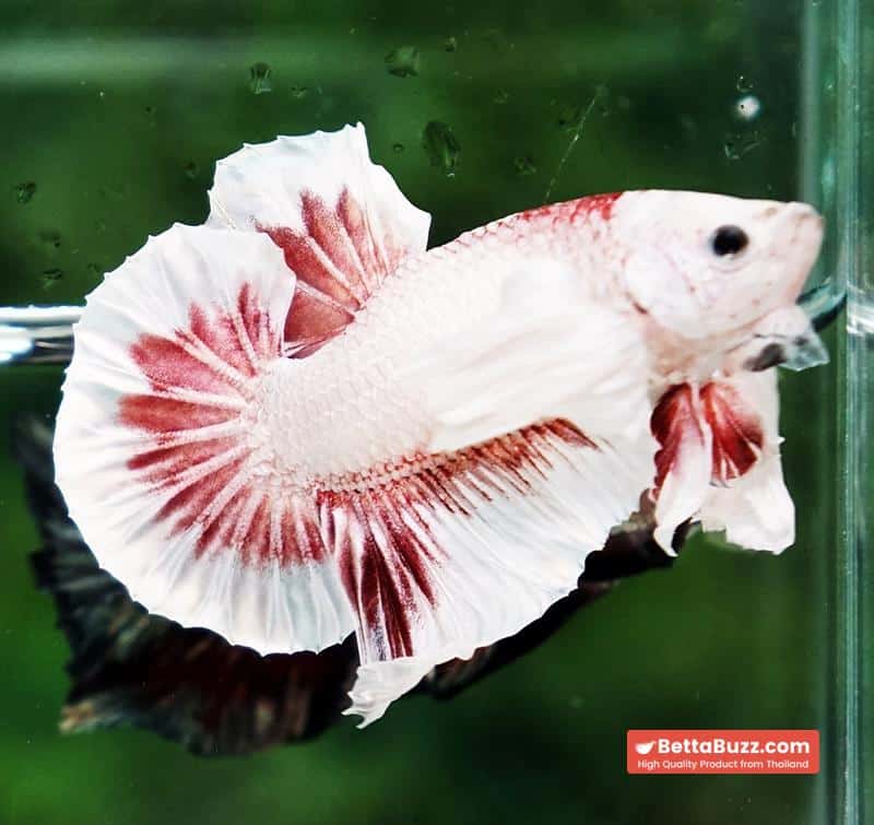 Betta fish OHMPK Bloodseker Dragon Dumbo - Image 3