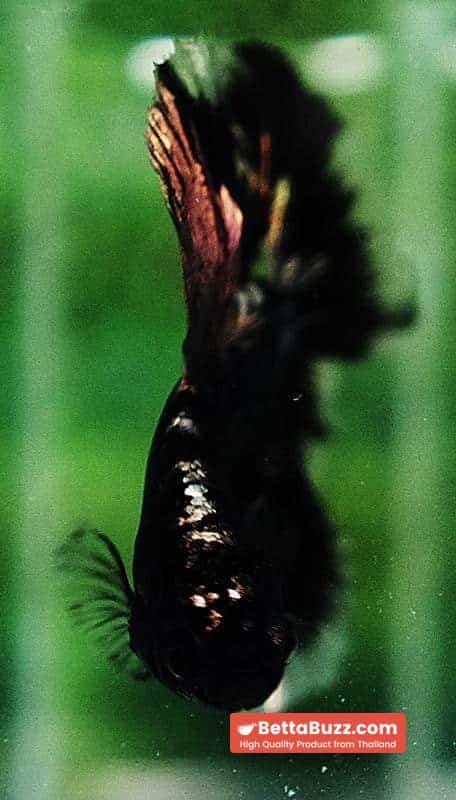 Betta fish OHM Shadow Black Star Avatar (Rare) - Image 7