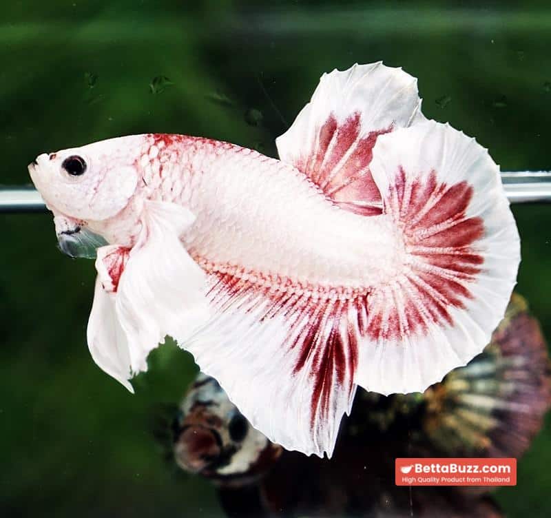 Betta fish OHMPK Bloodseker Dragon Dumbo - Image 2