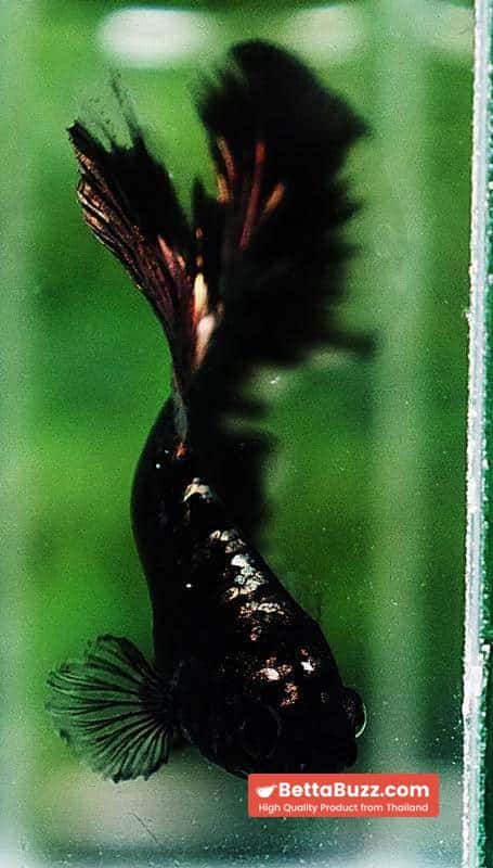 Betta fish OHM Shadow Black Star Avatar (Rare) - Image 8