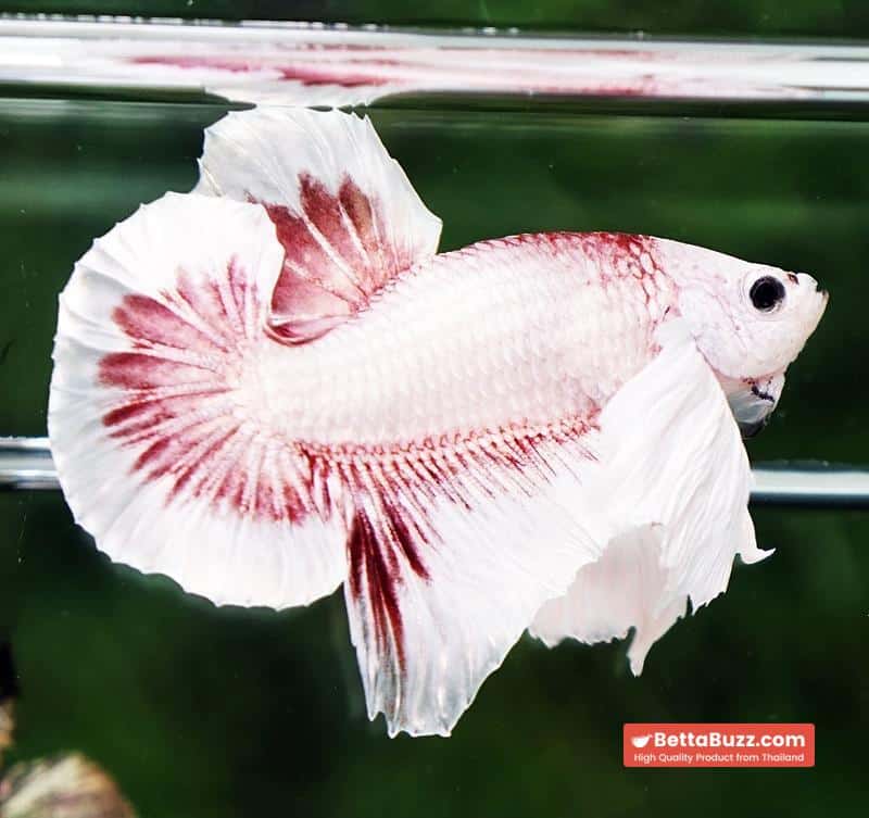 Betta fish OHMPK Bloodseker Dragon Dumbo - Image 5