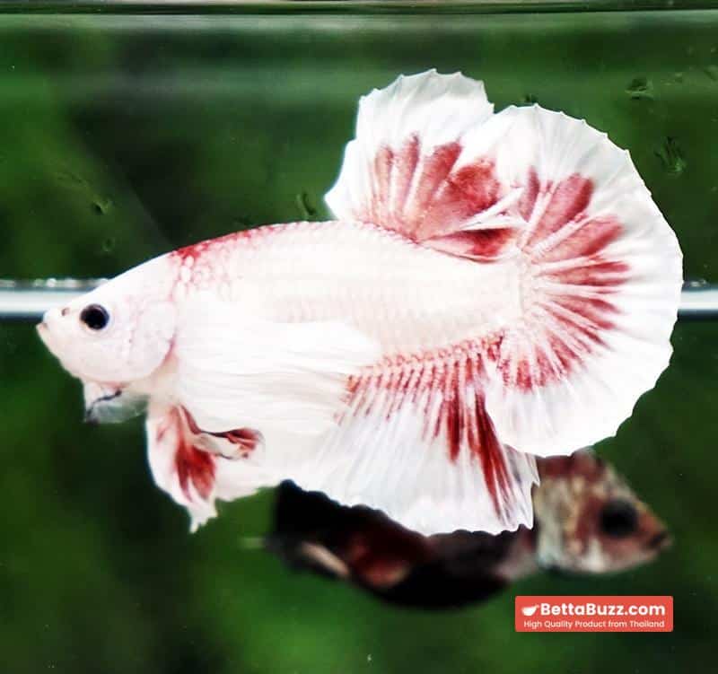 Betta fish OHMPK Bloodseker Dragon Dumbo - Image 6