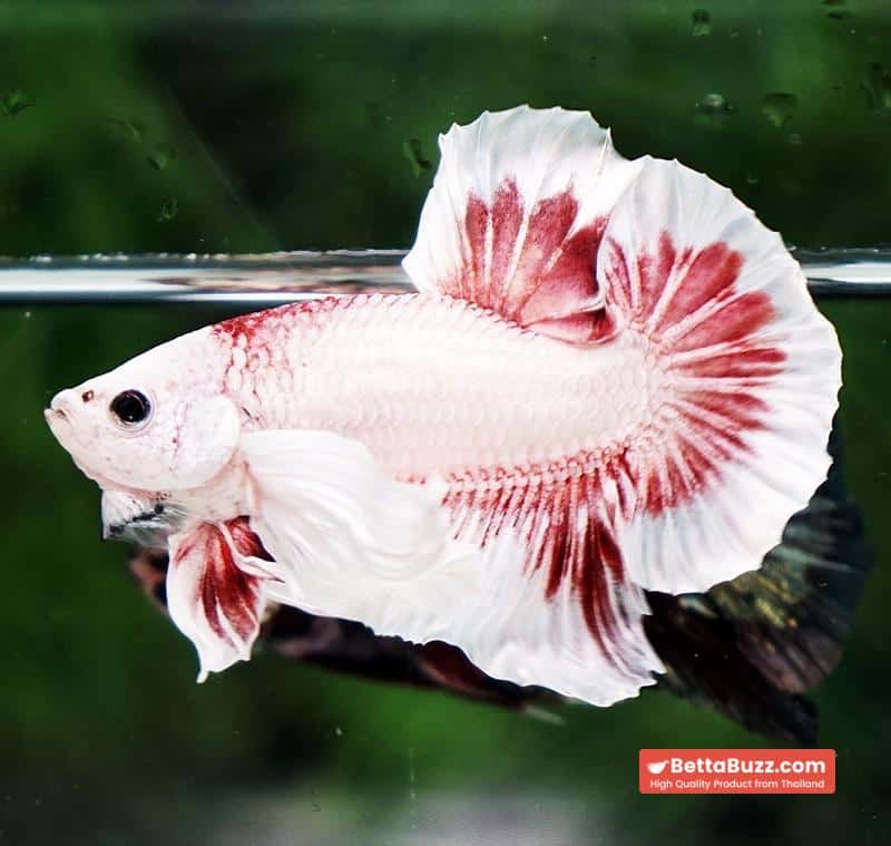Betta fish OHMPK Bloodseker Dragon Dumbo - Image 4
