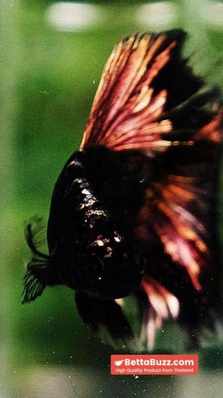 Betta fish OHM Shadow Black Star Avatar (Rare) - Image 9