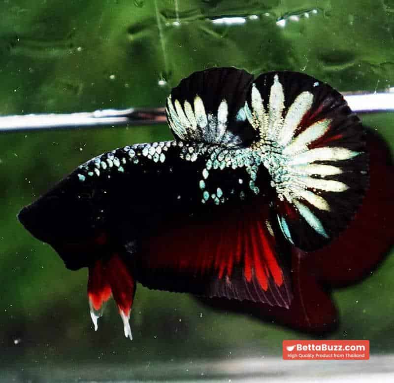 Betta fish HMPK The Red Black Caraxes - Image 4