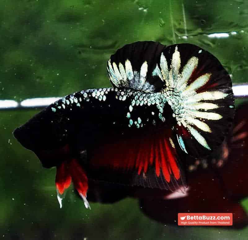 Betta fish HMPK The Red Black Caraxes - Image 2