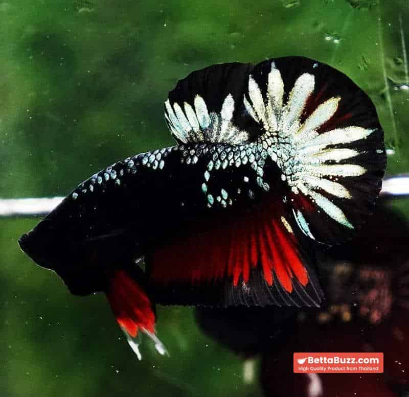 Betta fish HMPK The Red Black Caraxes - Image 6