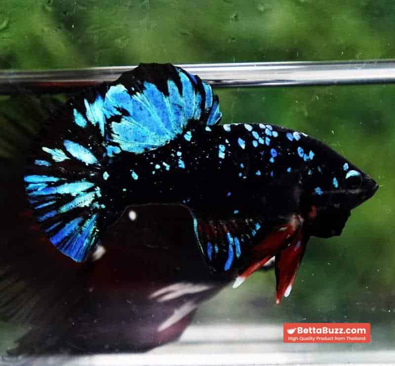 Unique betta fish Avatar HMPK (Half of Anal fin) - Image 4