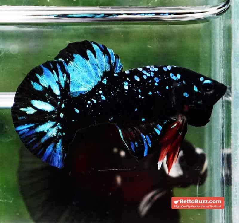 Unique betta fish Avatar HMPK (Half of Anal fin)