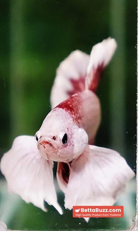 Betta fish OHMPK Bloodseker Dragon Dumbo - Image 7