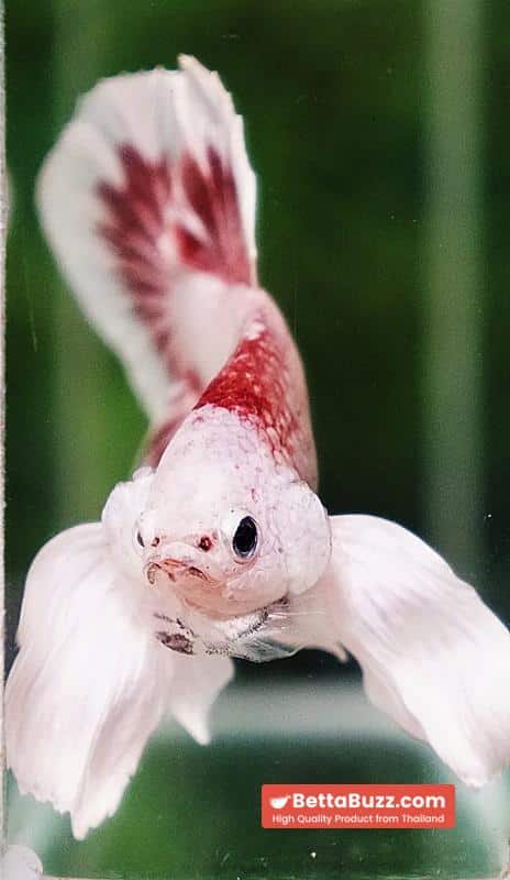 Betta fish OHMPK Bloodseker Dragon Dumbo - Image 8