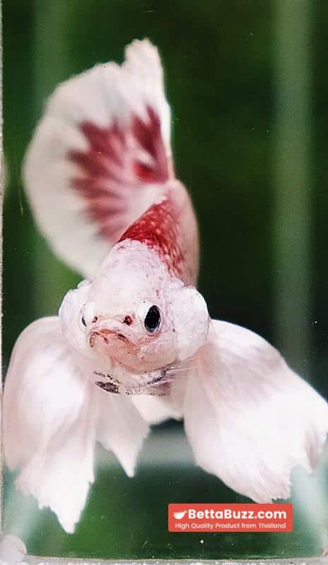 Betta fish OHMPK Bloodseker Dragon Dumbo - Image 9