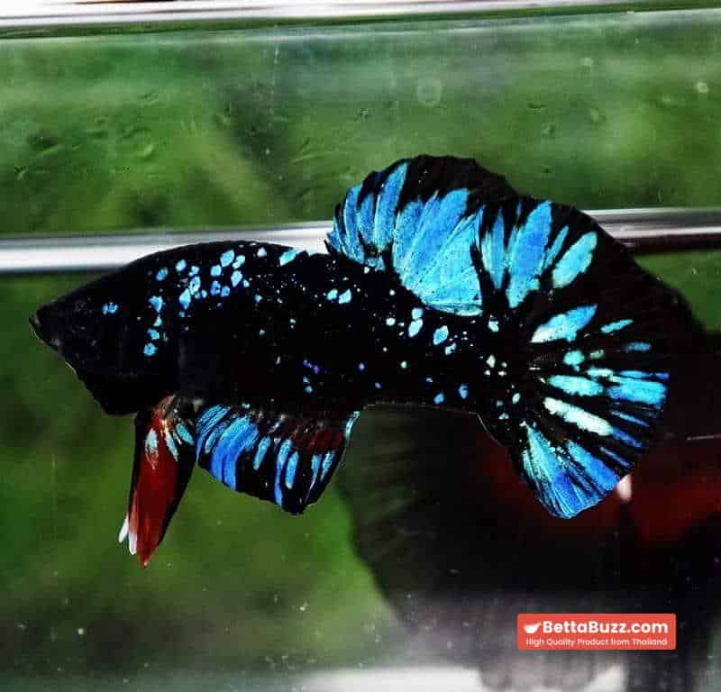Unique betta fish Avatar HMPK (Half of Anal fin) - Image 3