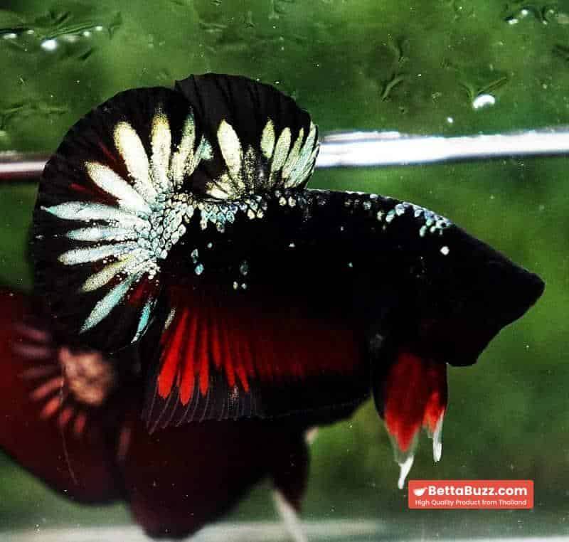 Betta fish HMPK The Red Black Caraxes - Image 5