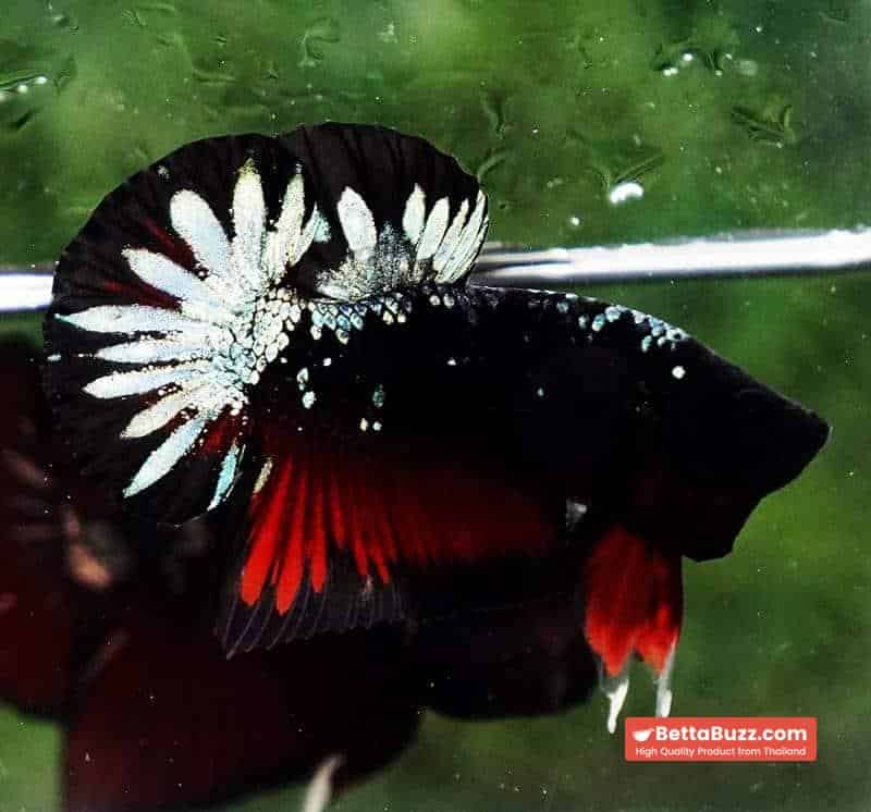 Betta fish HMPK The Red Black Caraxes - Image 3