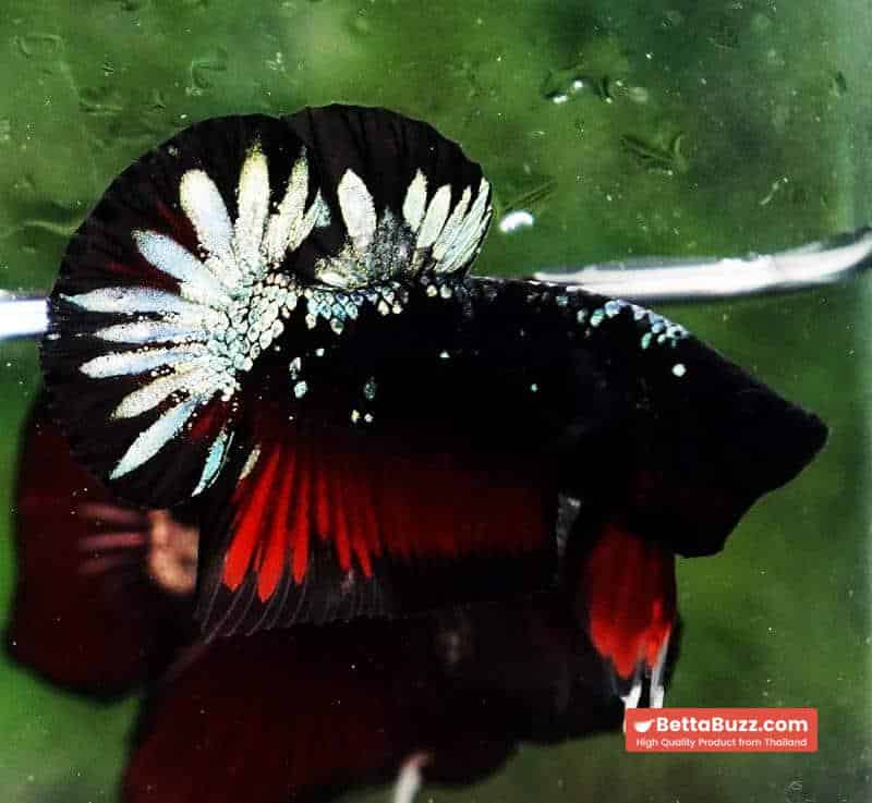 Betta fish HMPK The Red Black Caraxes - Image 7