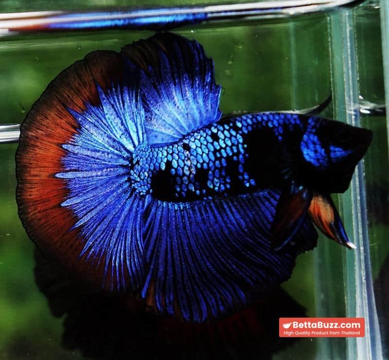 Betta fish HM Dark Blue Avatar Holloween Ring - Image 3