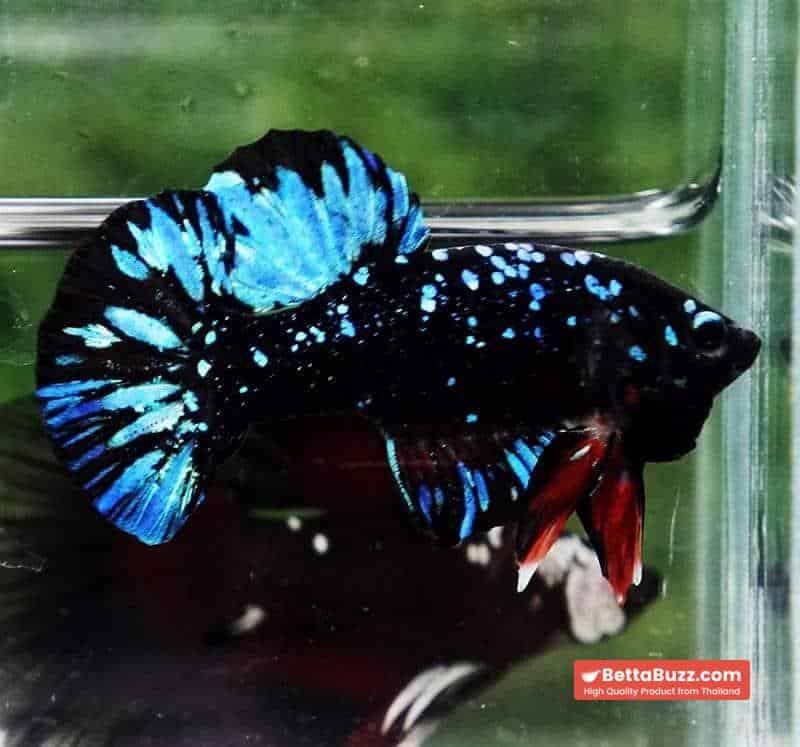 Unique betta fish Avatar HMPK (Half of Anal fin) - Image 6