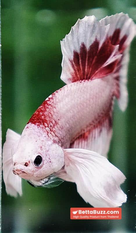 Betta fish OHMPK Bloodseker Dragon Dumbo - Image 10
