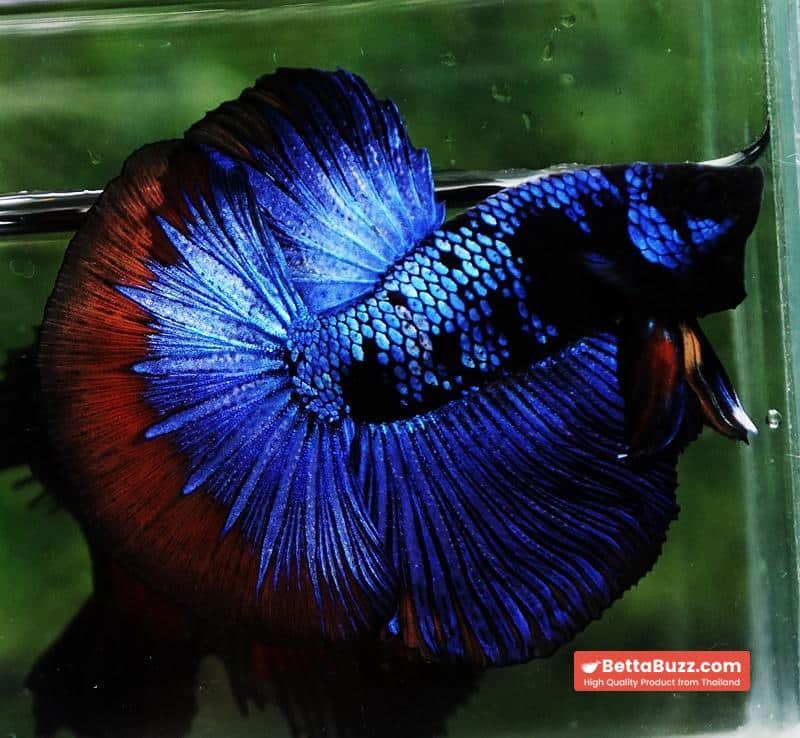 Betta fish HM Dark Blue Avatar Holloween Ring - Image 5